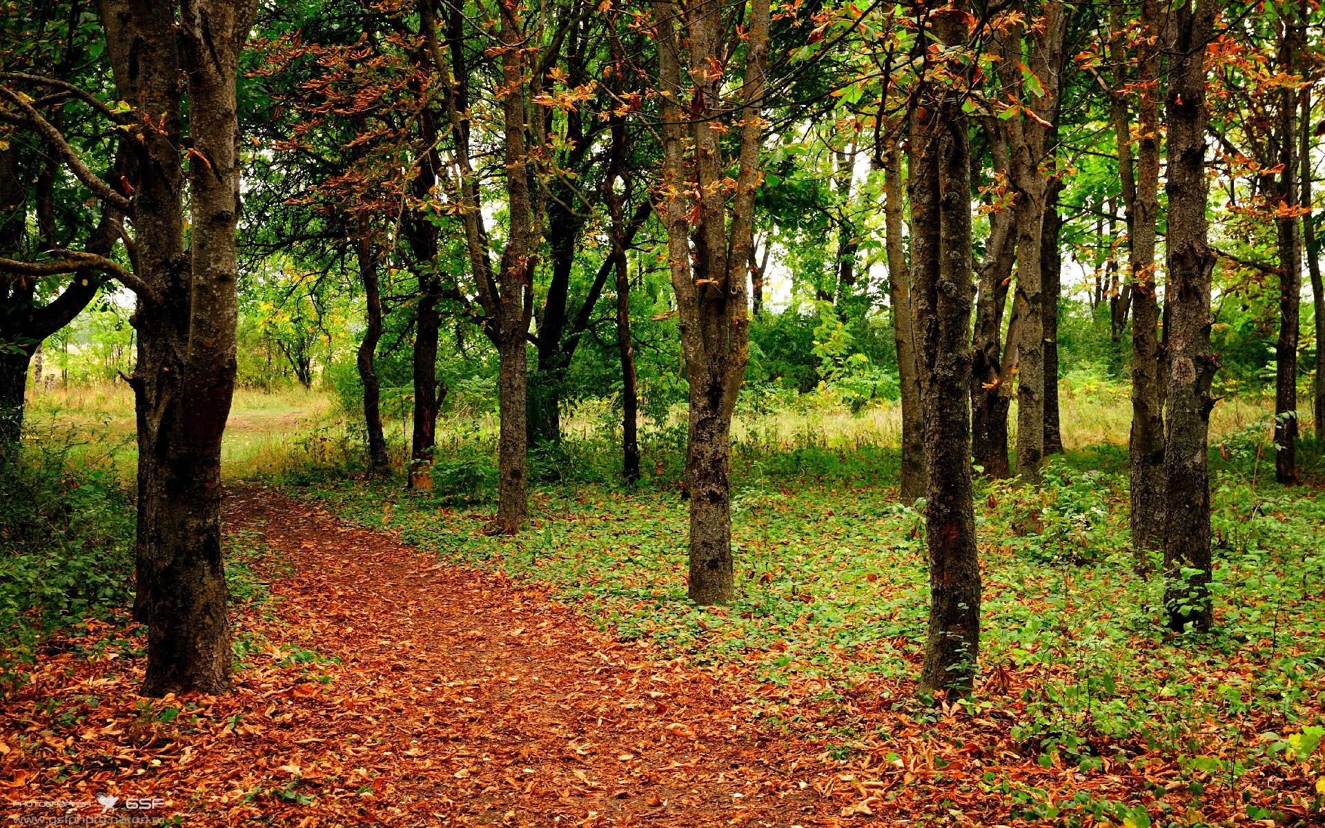 爱德华兹狂飙40分打碎吉林防线！雷霆新王炸是如何炼成的？
