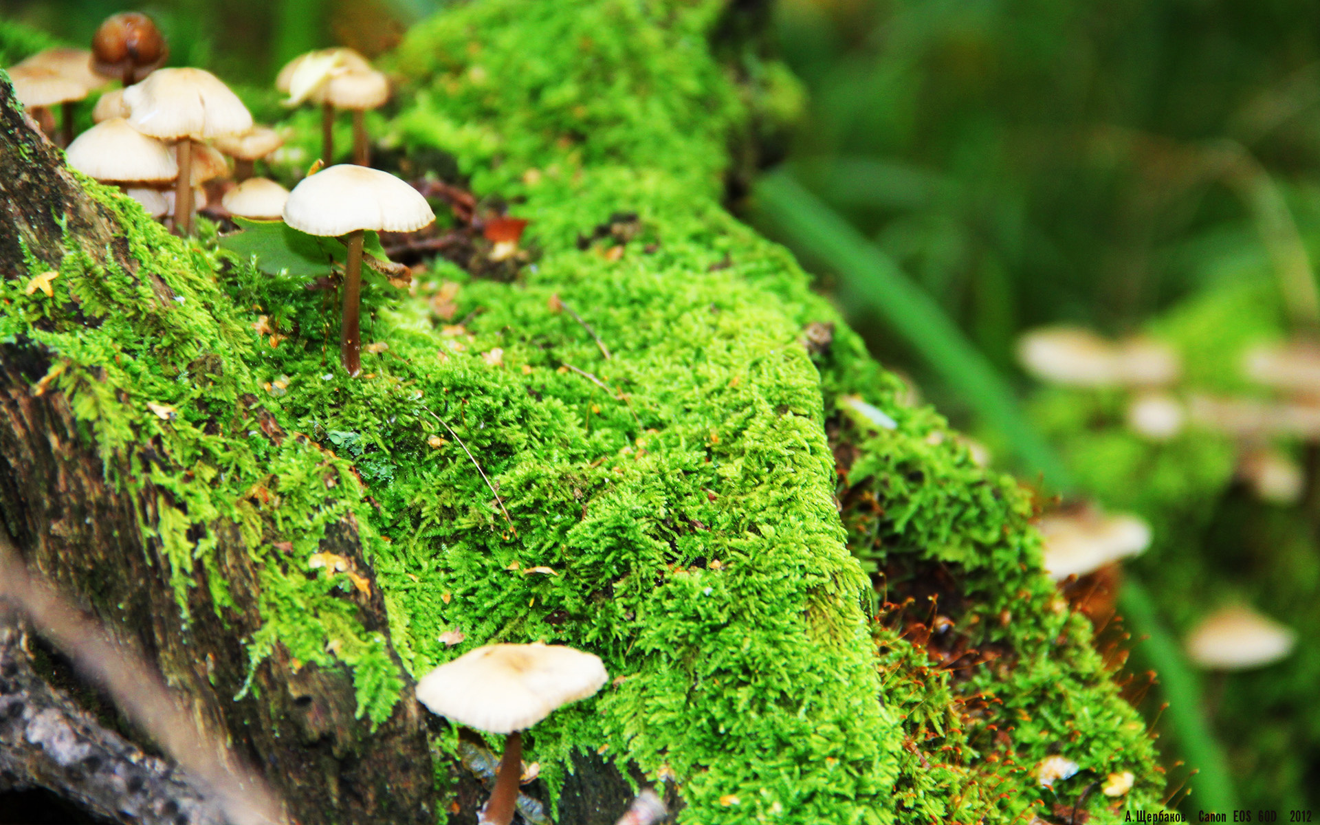 从罪人到救世主，萨卡如何用一夜救赎英格兰