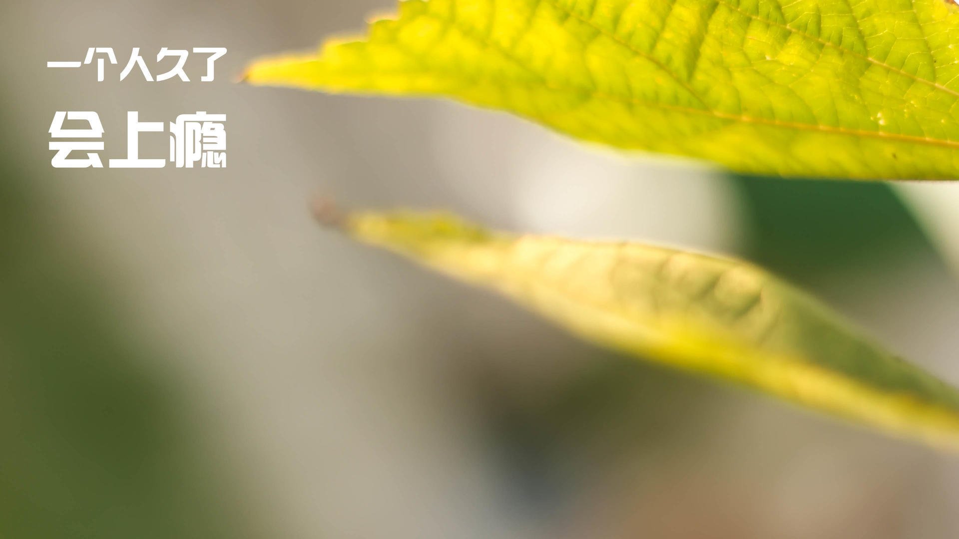 欧冠淘汰赛焦点战启示录,独行侠硬仗取胜北京队的跨界竞技传奇